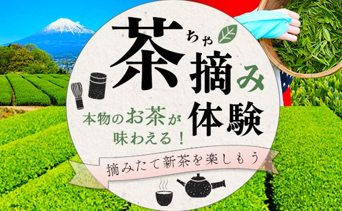 茶摘み体験