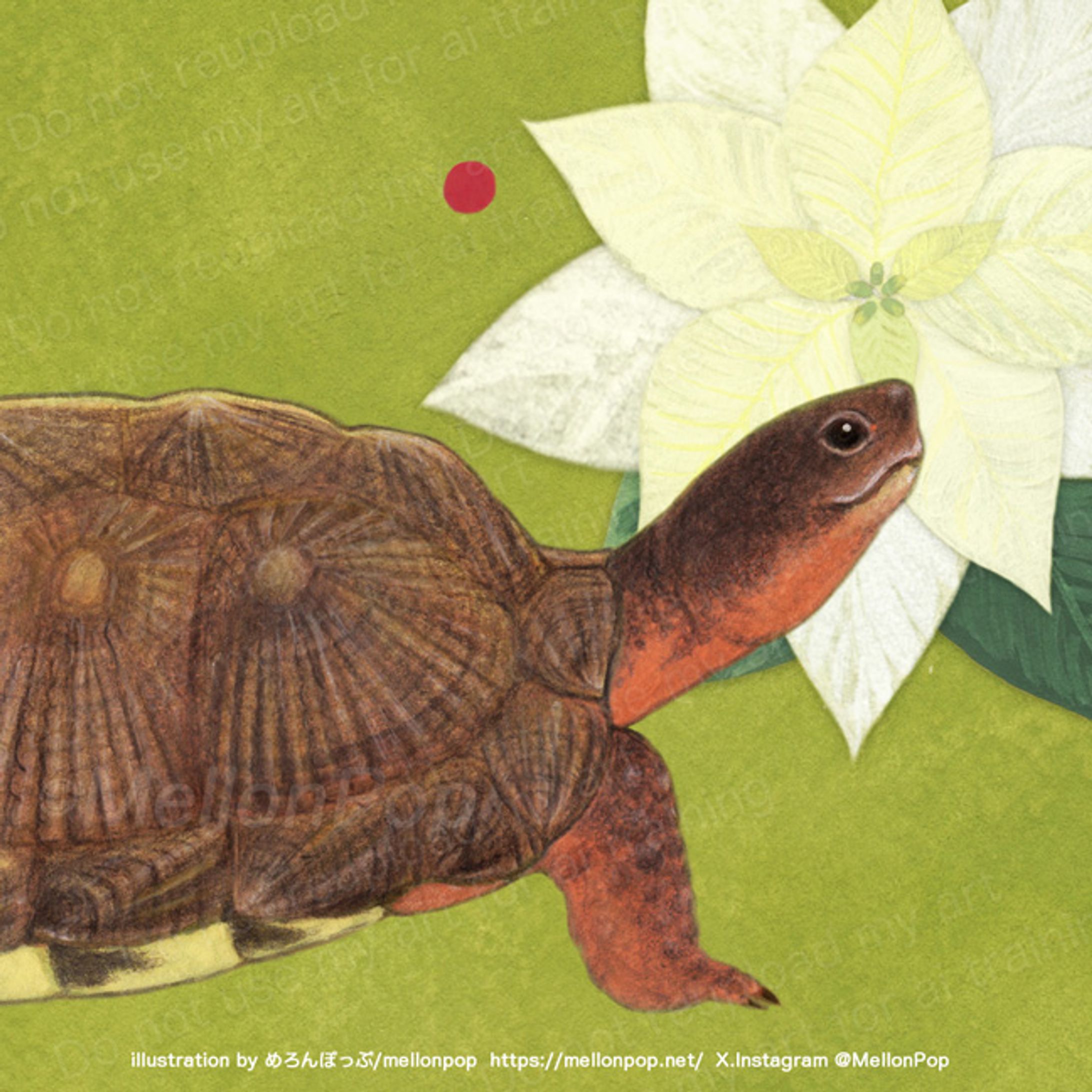 モリイシガメとポインセチア-1