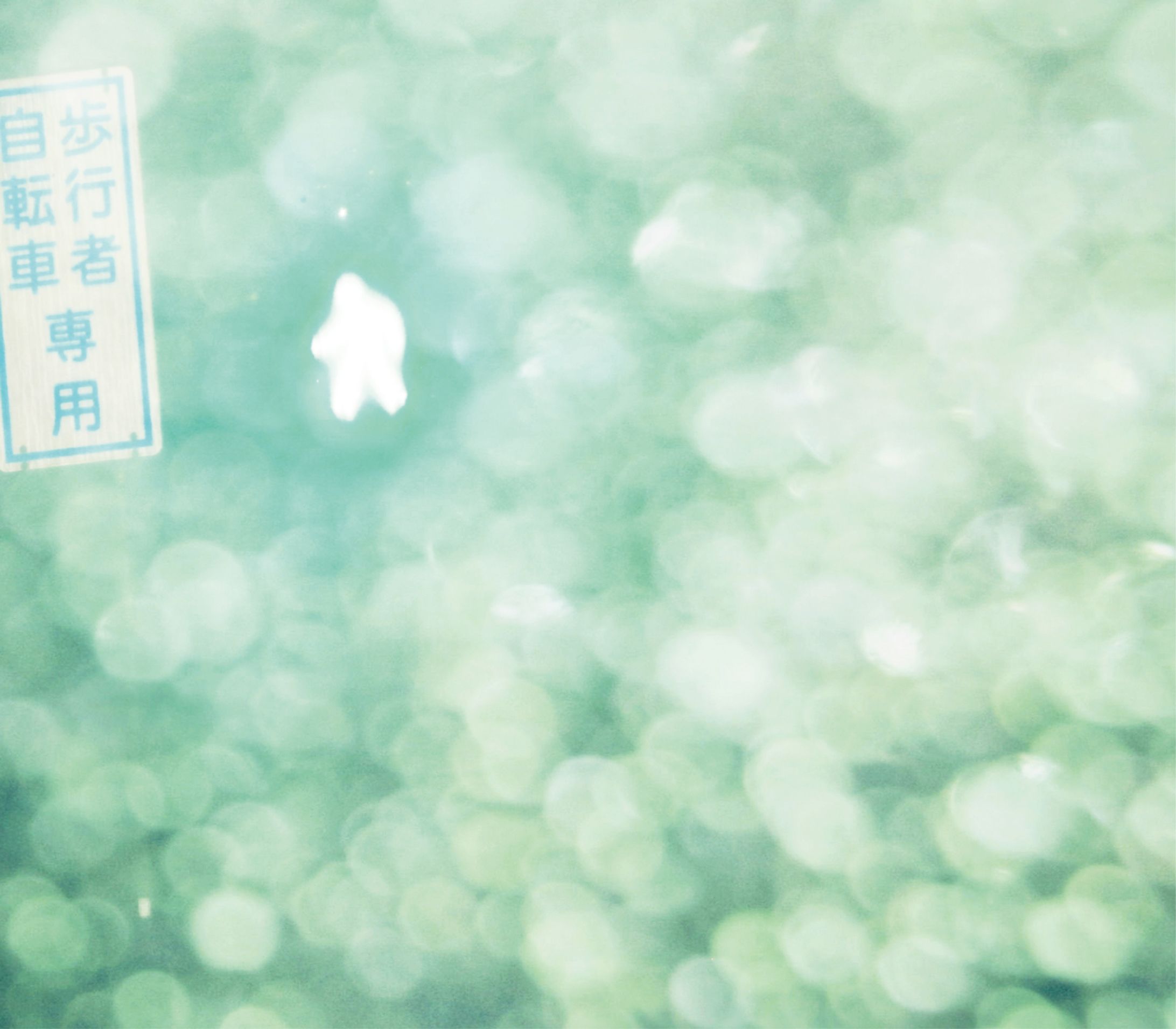 ラブリーサマーちゃん / 青い瞬きの途中で-1