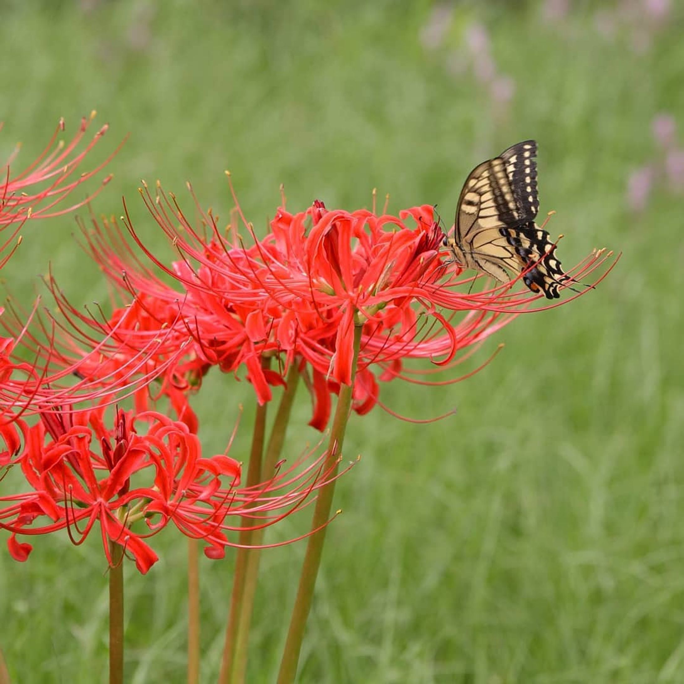 共生
#CanonEOS5D#福岡県#福岡市#早良区#室見川#室見川河畔公園 #彼岸花#ヒガンバナ#花#蝶#スナップ#photography#オール作品#インスタ編集版-1