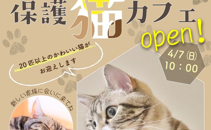 猫カフェ1