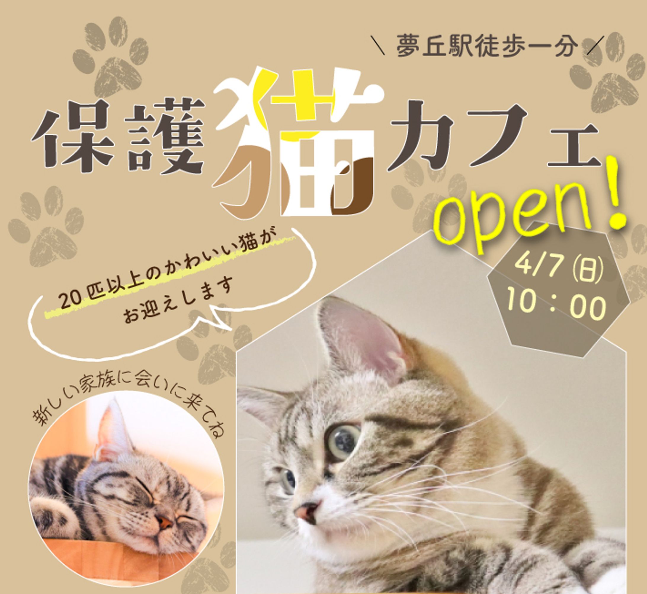 猫カフェ1-1