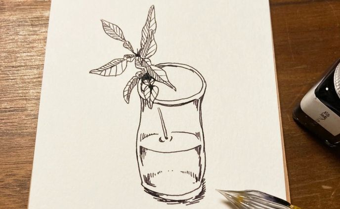 #15　柑橘類の苗

#はせ子のグリーンスケッチ
#水彩画 #イラストレーション #イラストレーター #植物 #植物のある暮らし