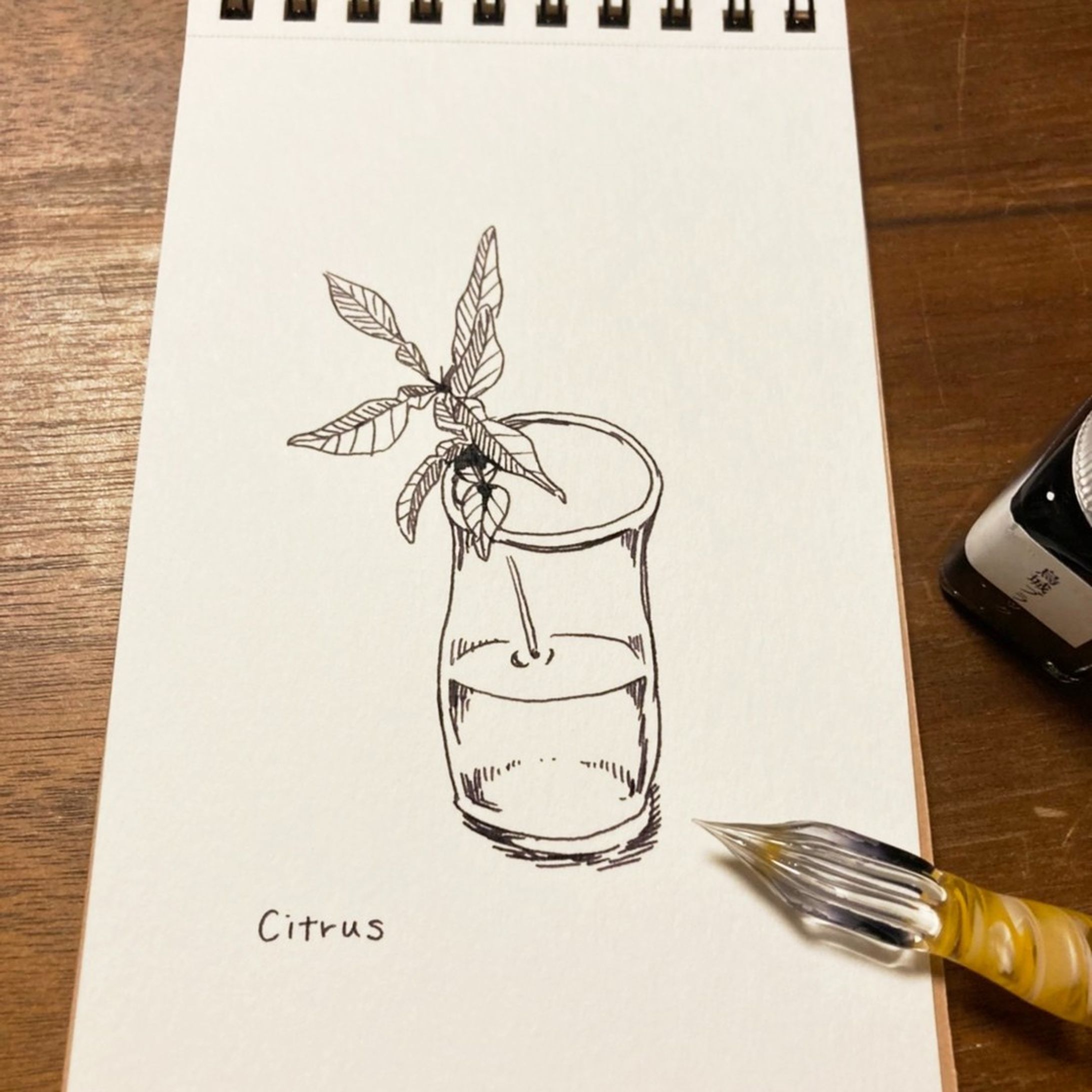 #15　柑橘類の苗

#はせ子のグリーンスケッチ
#水彩画 #イラストレーション #イラストレーター #植物 #植物のある暮らし-1