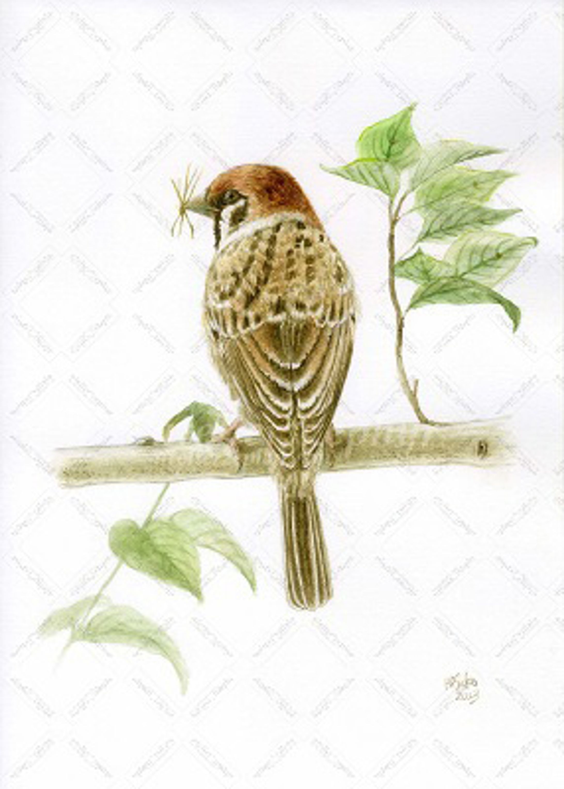 巣材を運ぶスズメ / Sparrow carrying nesting material-1