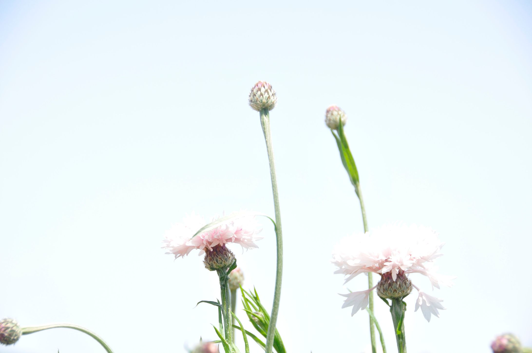植物-1