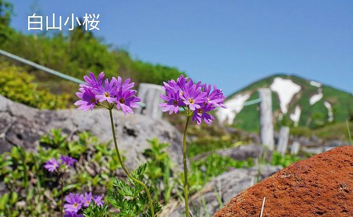 白山小桜　hakusankozakura
altitude 2100m
2023.July

ハクサンコザクラは火打山を代表する高山植物である。サクラソウの多くはもっと早い季節に見られるが、火打山は日本の中でも豪雪地帯であり、雪解けした場所から高山植物は順番に開花する。

Hakusankozakura is an alpine plant representative of Mt. Hiuchi. Most of the primroses can be seen in the earlier season, but Mt. Hiuchi is one of the heaviest snowfall areas in Japan, and the alpine plants bloom in turn from where the snow melts.

#team_jp_flower
#flowerpic #flowermagic #flowerpassion #flowerpower #flowerbeauty #gardenflowers #flowerphotography #flowerphoto #flowerlife #flowerlove #flowerloversdaily #flowerlovers #naturephotography #naturepic #nature_perfection #nature_obsession #nature_brilliance #natureshots #kokohana
#flowers_super_pics #flowers_nirvana #山野草 #flower_daily #flower_shotz #flower_igers #flower_perfection
#nb_nature_brilliance
#花フレンド