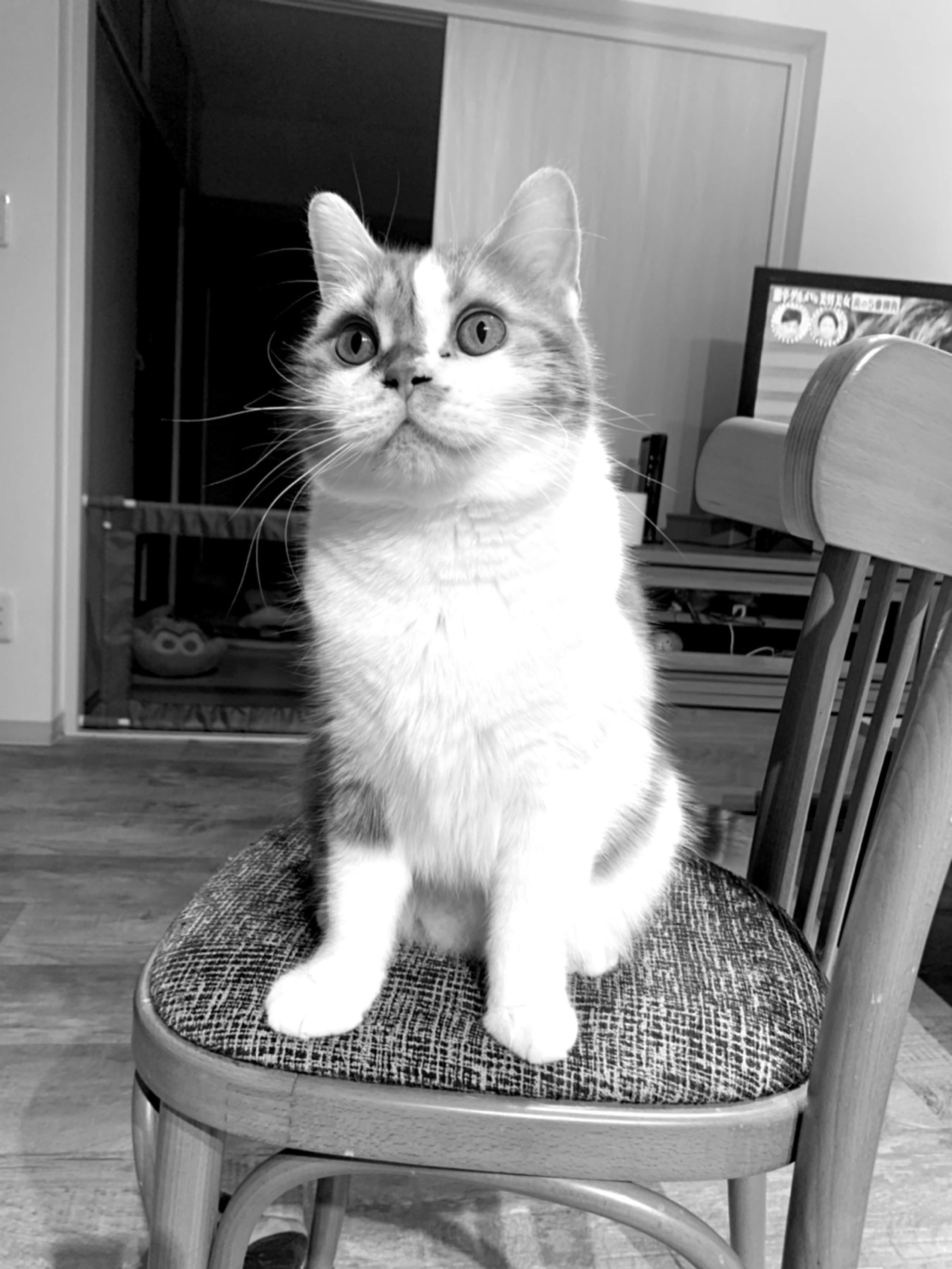 テストですよ-1