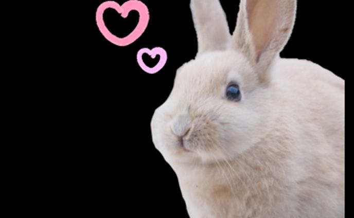 LINEスタンプ （動物）