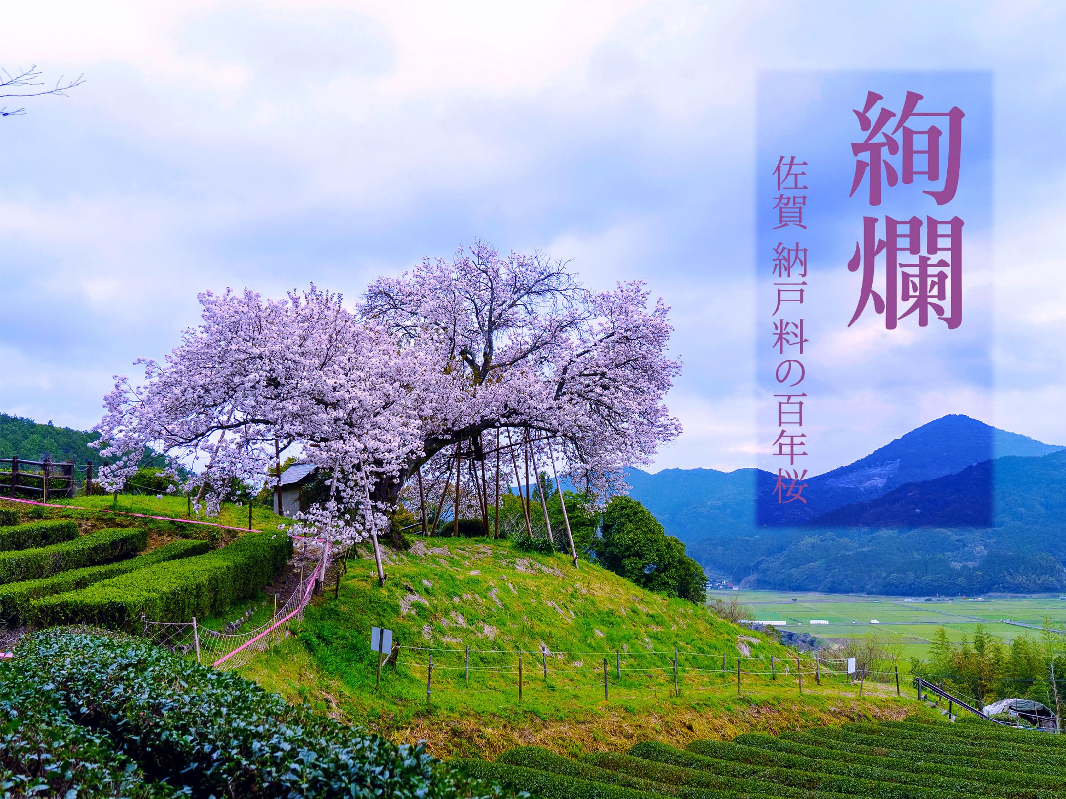 納戸料桜バナー-1