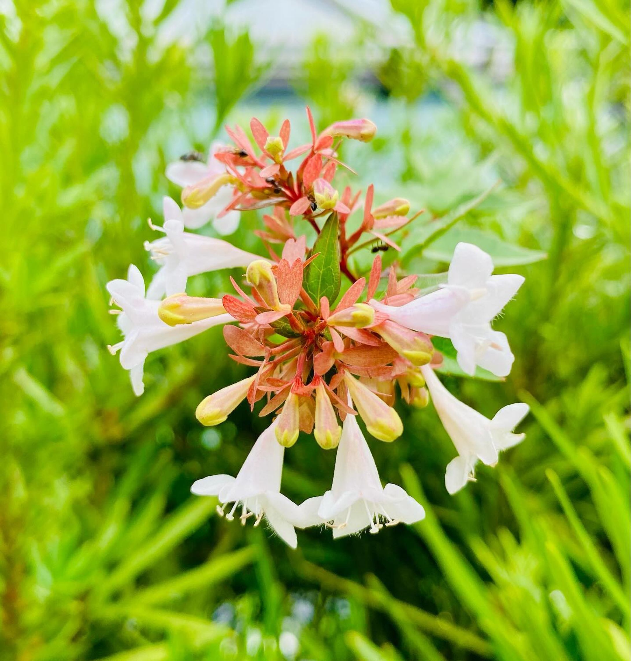 #japan #shotoniphone #flower #photography-1