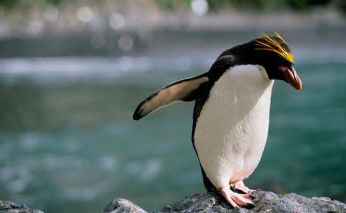 皇帝ペンギン