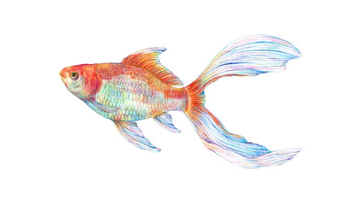 金魚