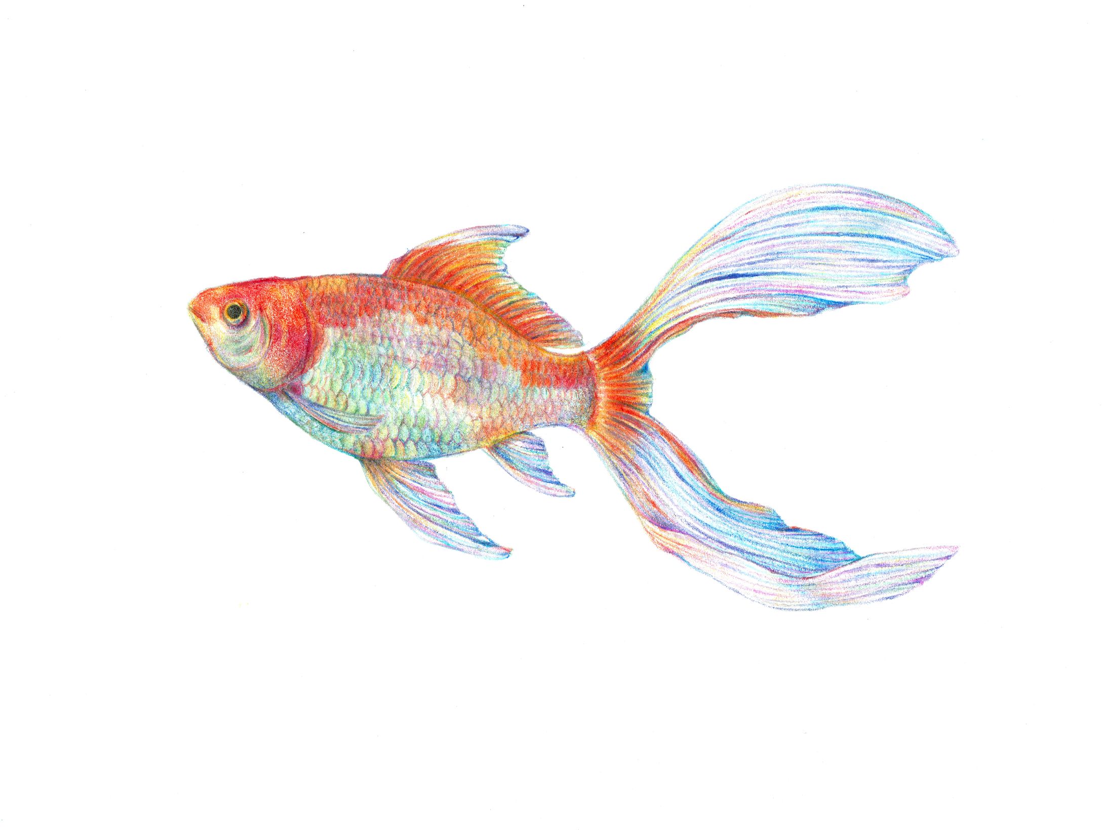 金魚-1