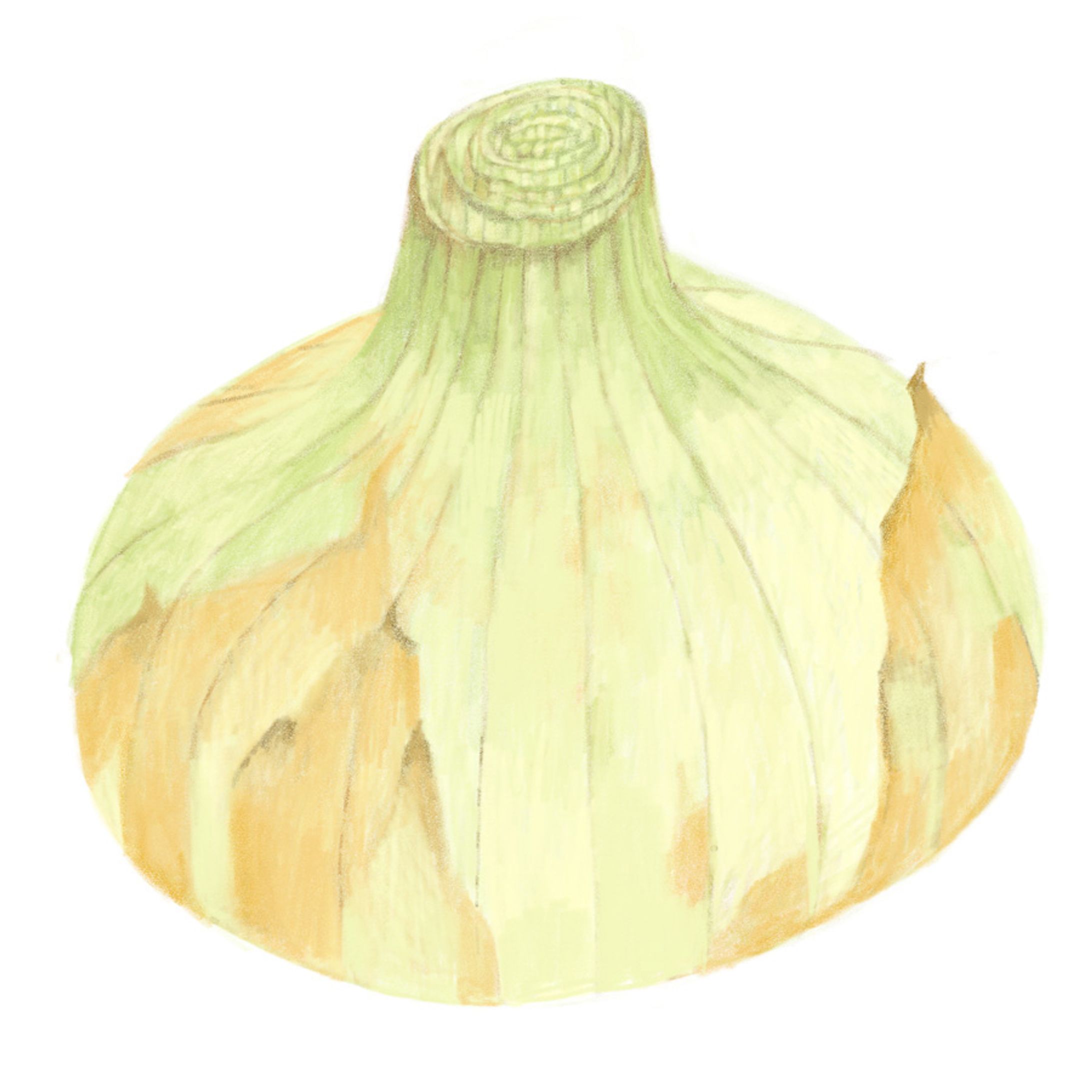 野菜vegetables-1