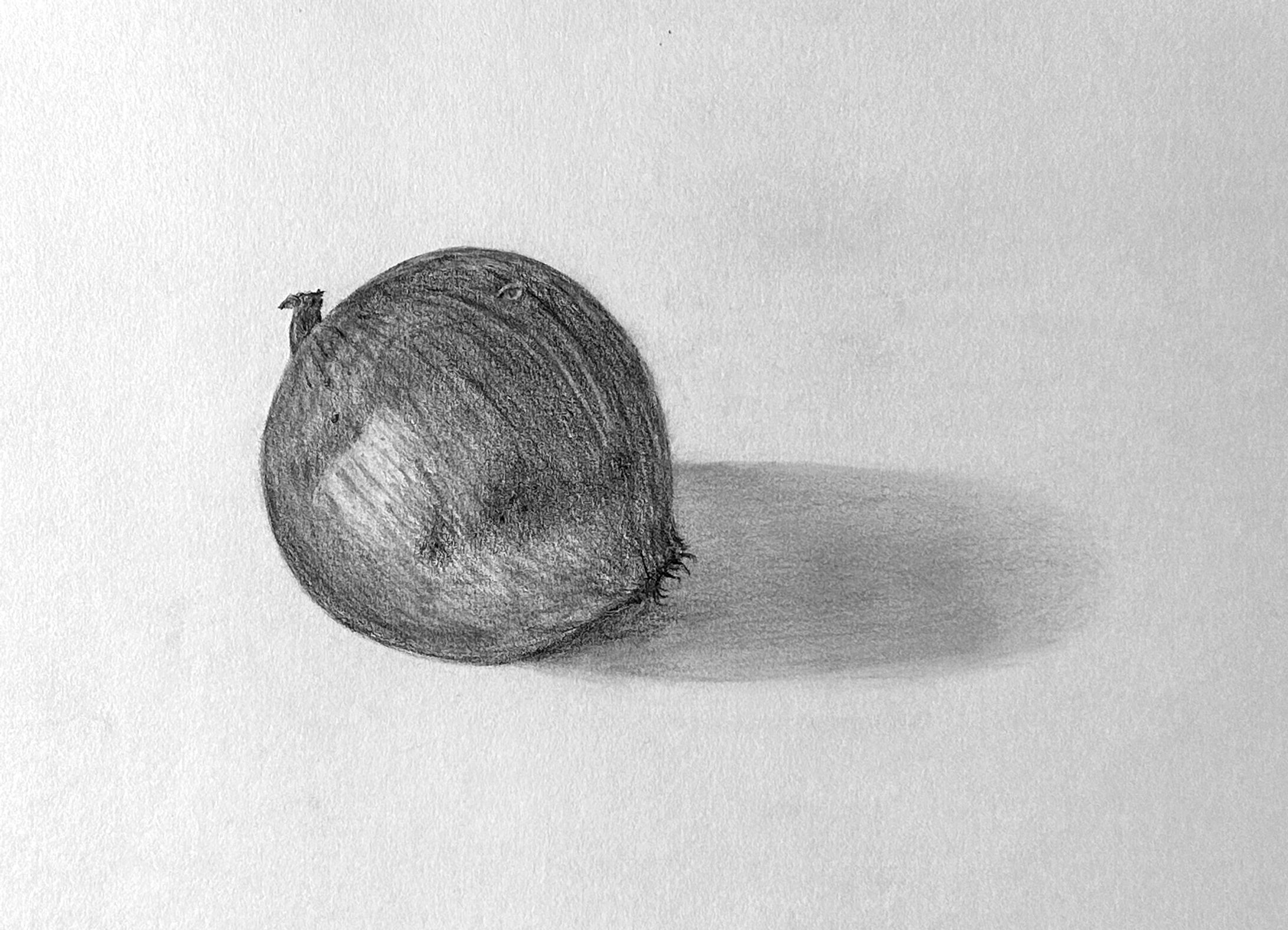 静物１：自然物を一つ描く（白い紙の上の紫たまねぎ）-1