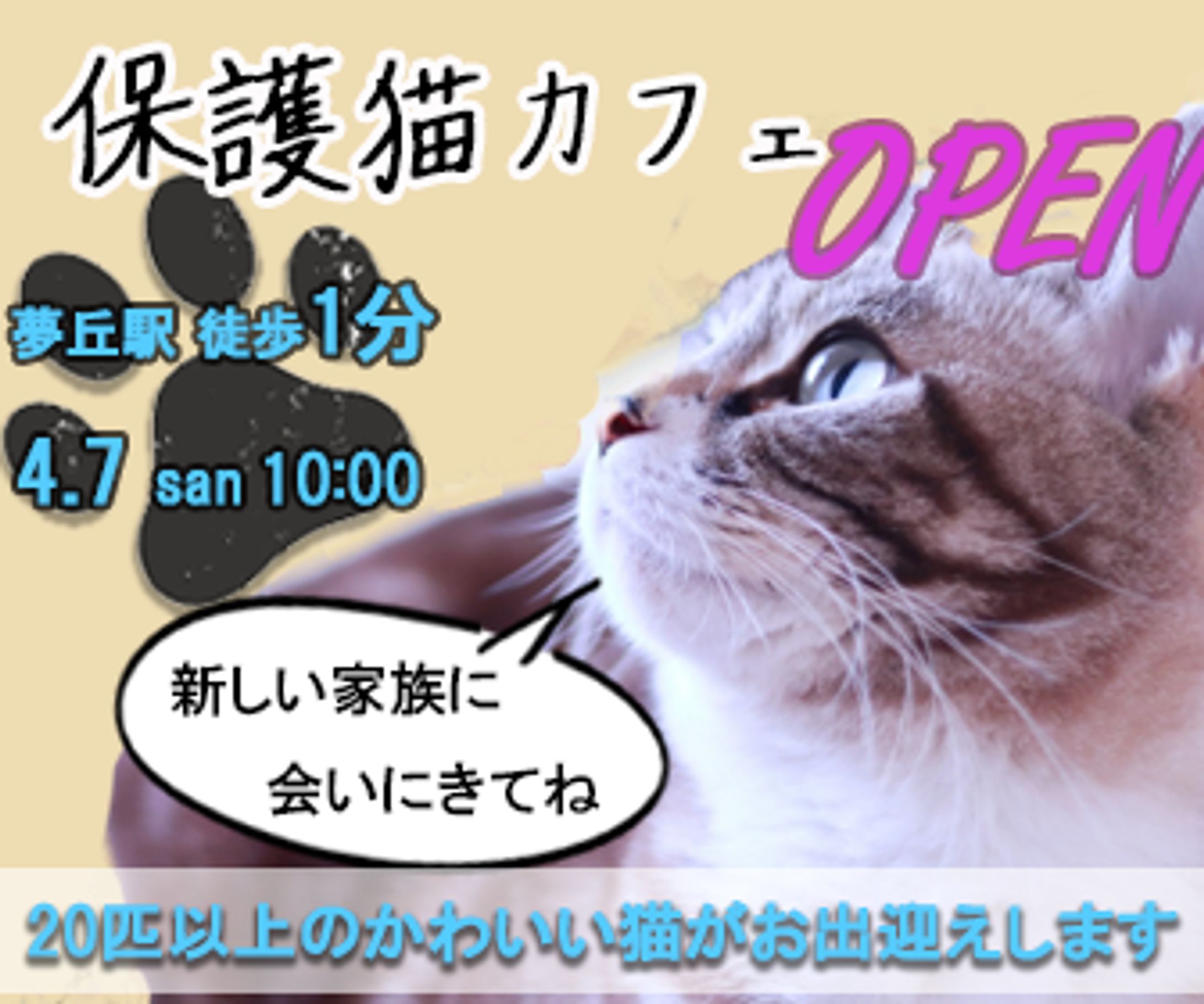 保護猫カフェのバナー-1