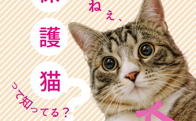 SNS用保護猫カフェ