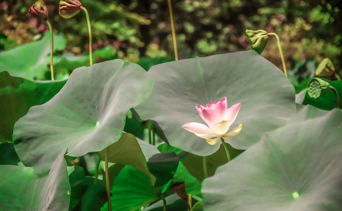 植物