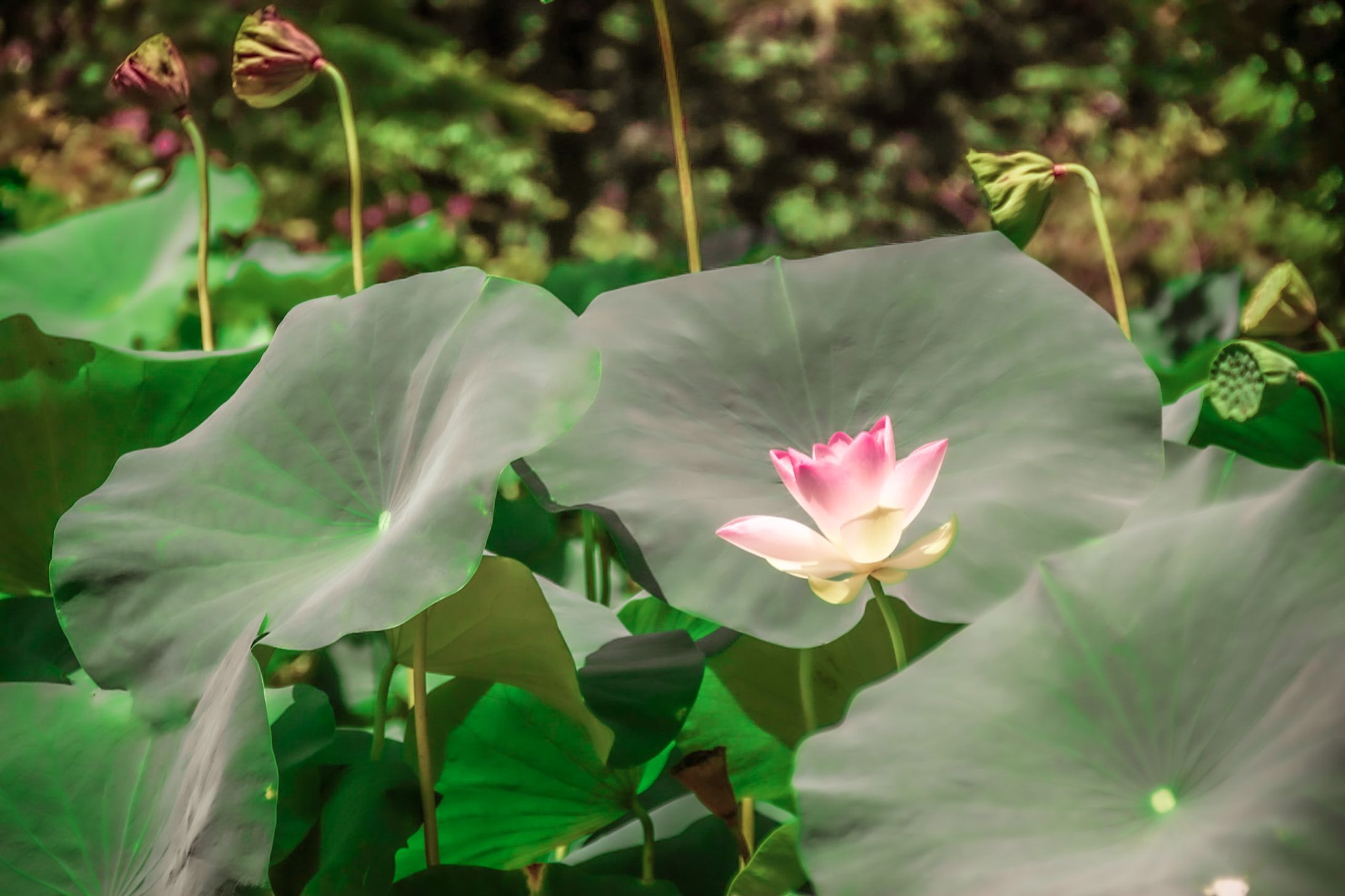 植物-1