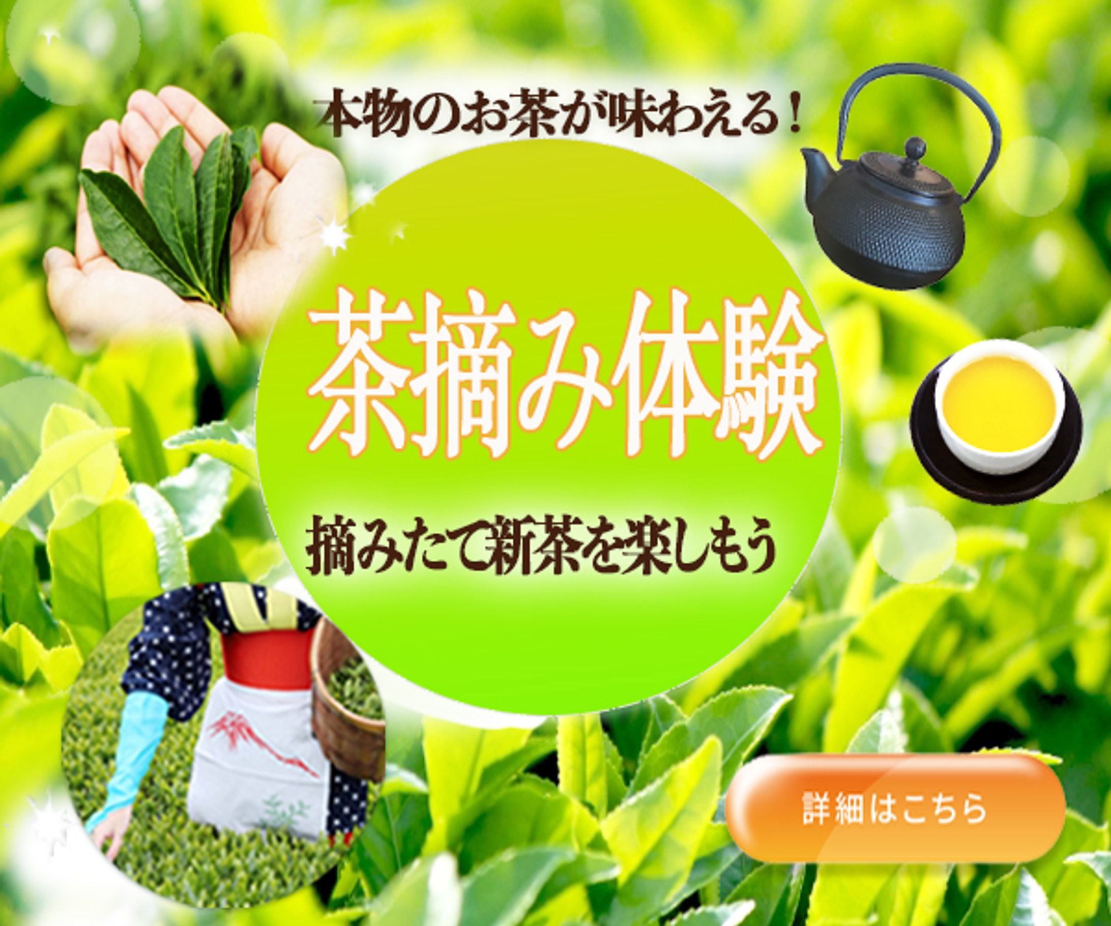 バナー：茶摘み体験-1