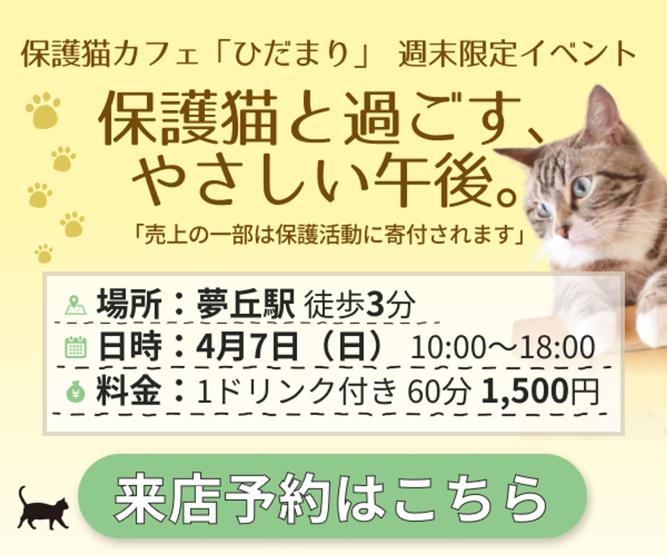 保護猫カフェ-1