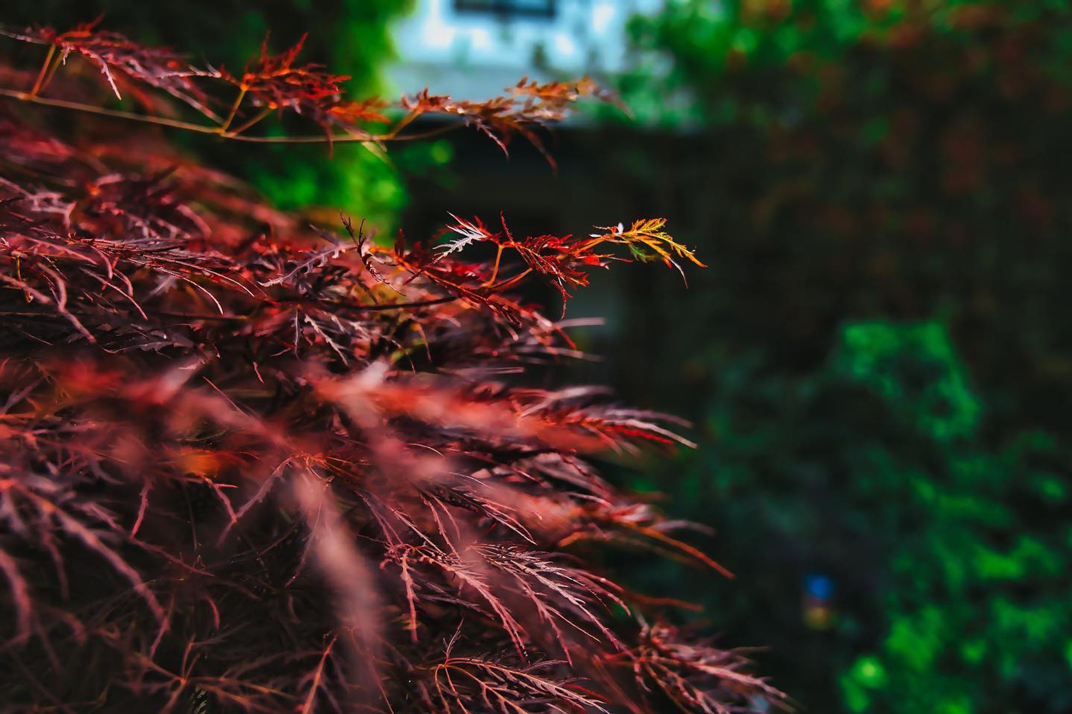 先日神戸写真家サークルで八宮巡り早朝フォトウォークに行ってきた際に撮影した写真を投稿します！

ーーーーーーーーーーーー

ご覧頂きありがとうございます
気軽にフォローして貰えると嬉しいです！

Thank you for watching.
If you like it, please follow me.

▷ @takumapictures 

ーーーーーーーーーーーーーー

LOCATION：神戸
CAMERA ：SONY a7Ⅳ
LENS：SONY FE24-70mm F2.8GM
FE：24mm
ISO：50
F値：F4.5
SS：1/400

撮影のご依頼はDMから宜しくお願い致します

神戸写真家サークルメンバー
神戸写真家サークルで一緒に写真を撮りにいきませんか！？
只今メンバー募集中
▷ @kobephotographercircle 

#takumapictures 
#タクマピクチャーズ 
#sonya7iv 
#神戸観光 
#神社 
#神社巡り 
#神戸写真家サークル 
#風景写真 
#写真好きな人と繋がりたい 
#カメラ好きな人と繋がりたい 
#カメラ垢フォロバします 
#写真垢フォロバします 
#アニメのワンシーンのように 
#カメラ男子 
#カメラ女子 
#写真で伝えたい私の世界 
#ファインダー越しの私の世界 
#ファインダー越しの世界 
#キリトリセカイ 
#landscape #landscapephotography #japan #japantravel #sel2470gm #sonyfe2470gm #alpha_newgeneration-1