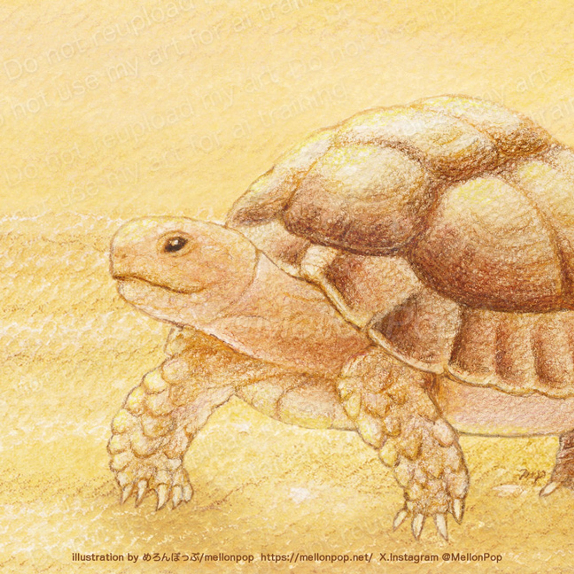 エジプトリクガメと初日の出-1