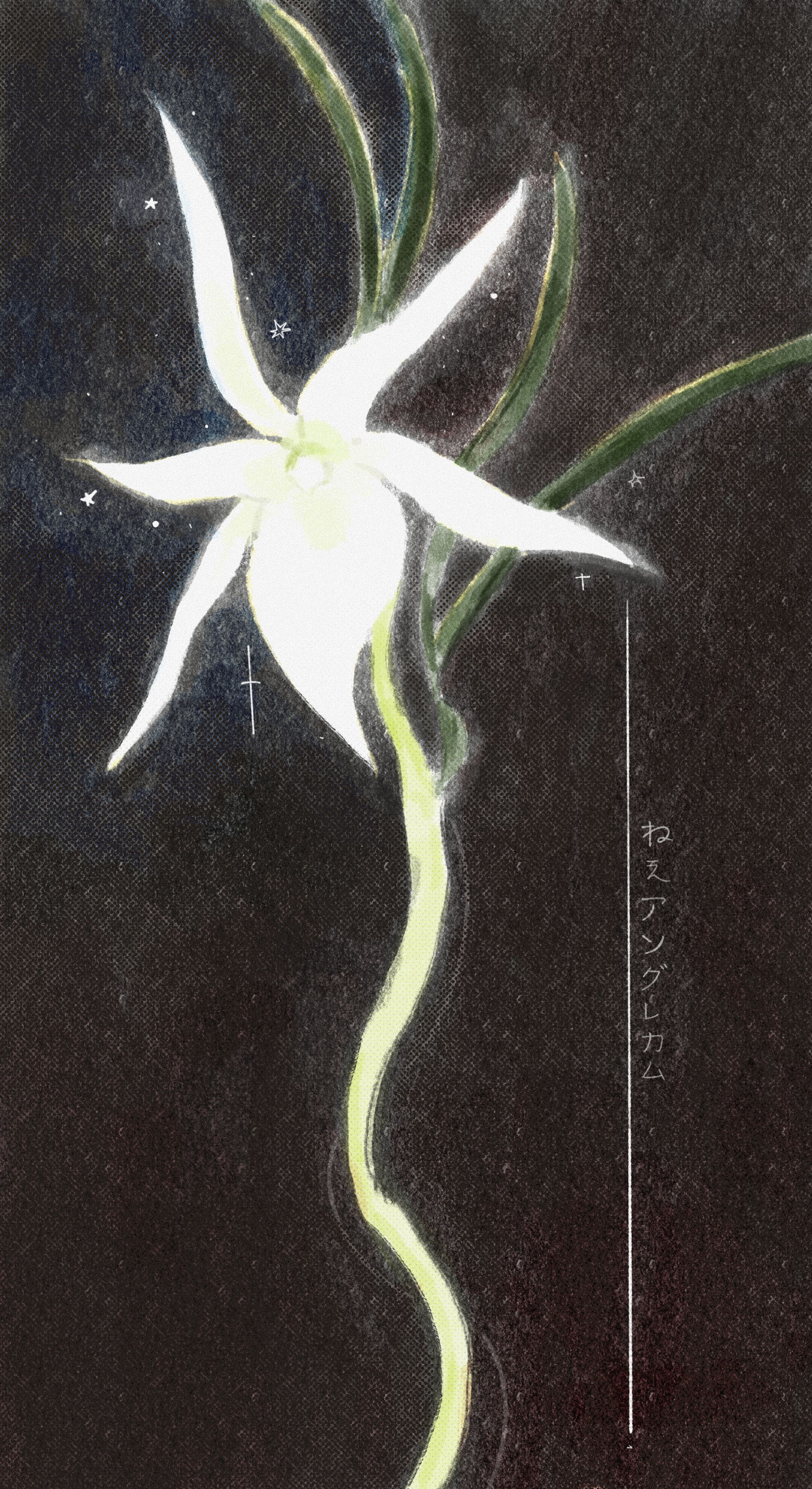 Angraecum-1