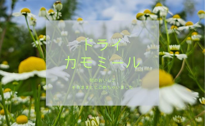 ドライカモミール長方形