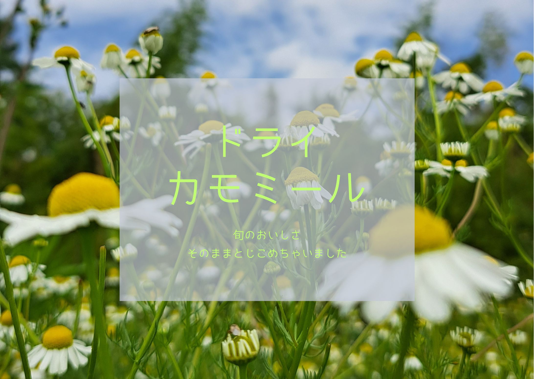 ドライカモミール長方形-1
