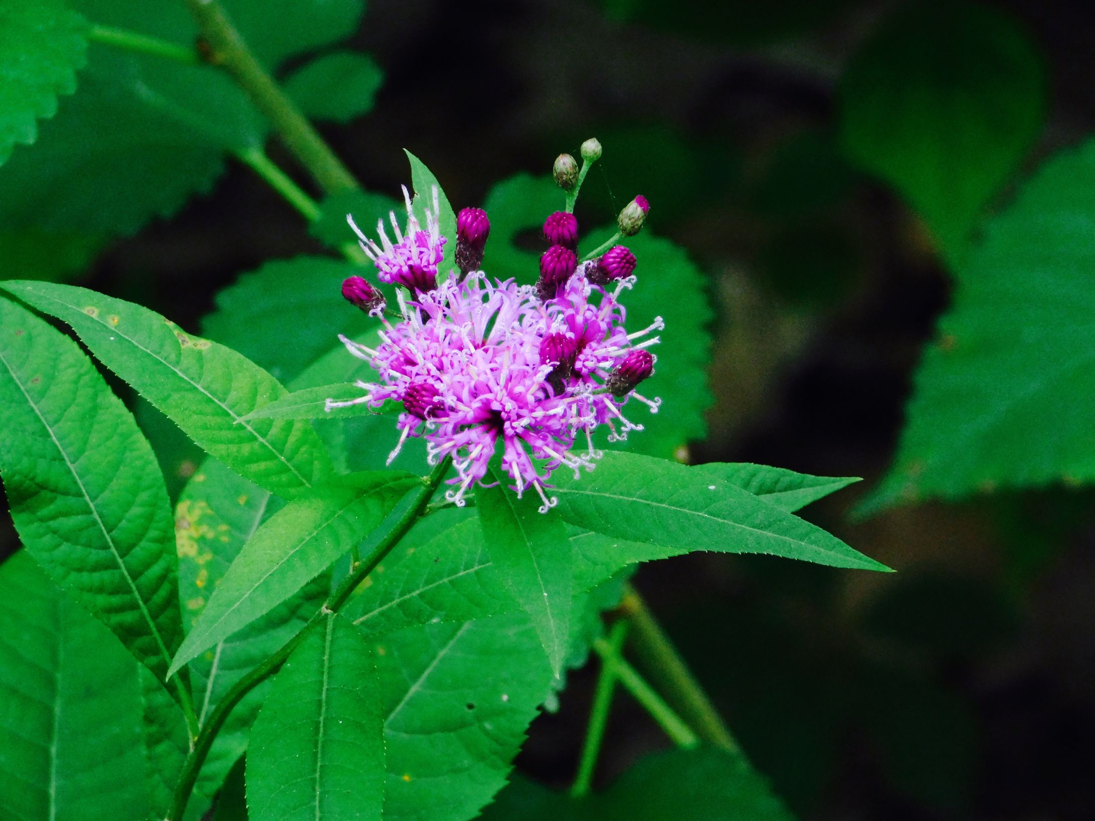 Castalia Quarry Metropark | Castalia, Ohio-1