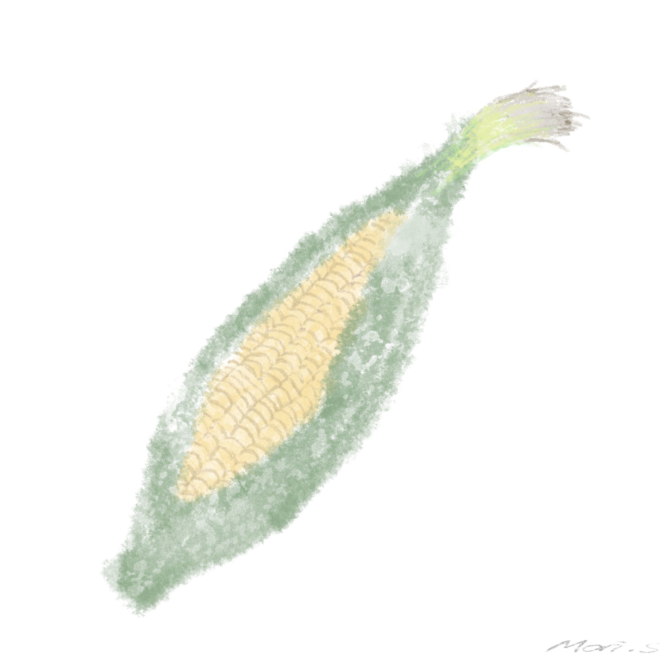 とうもろこし　サ-1