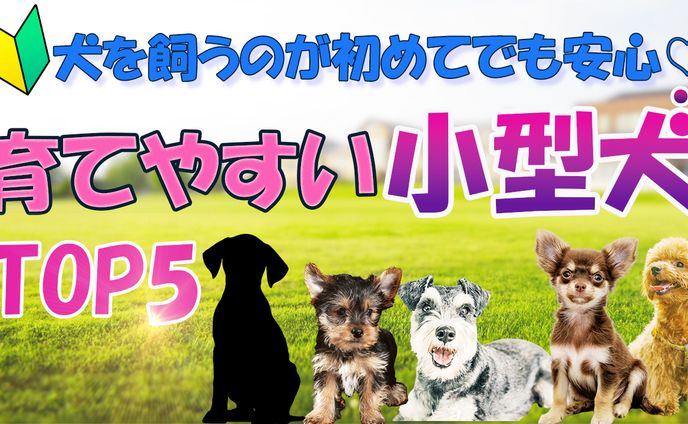 育てやすい小型犬TOP5