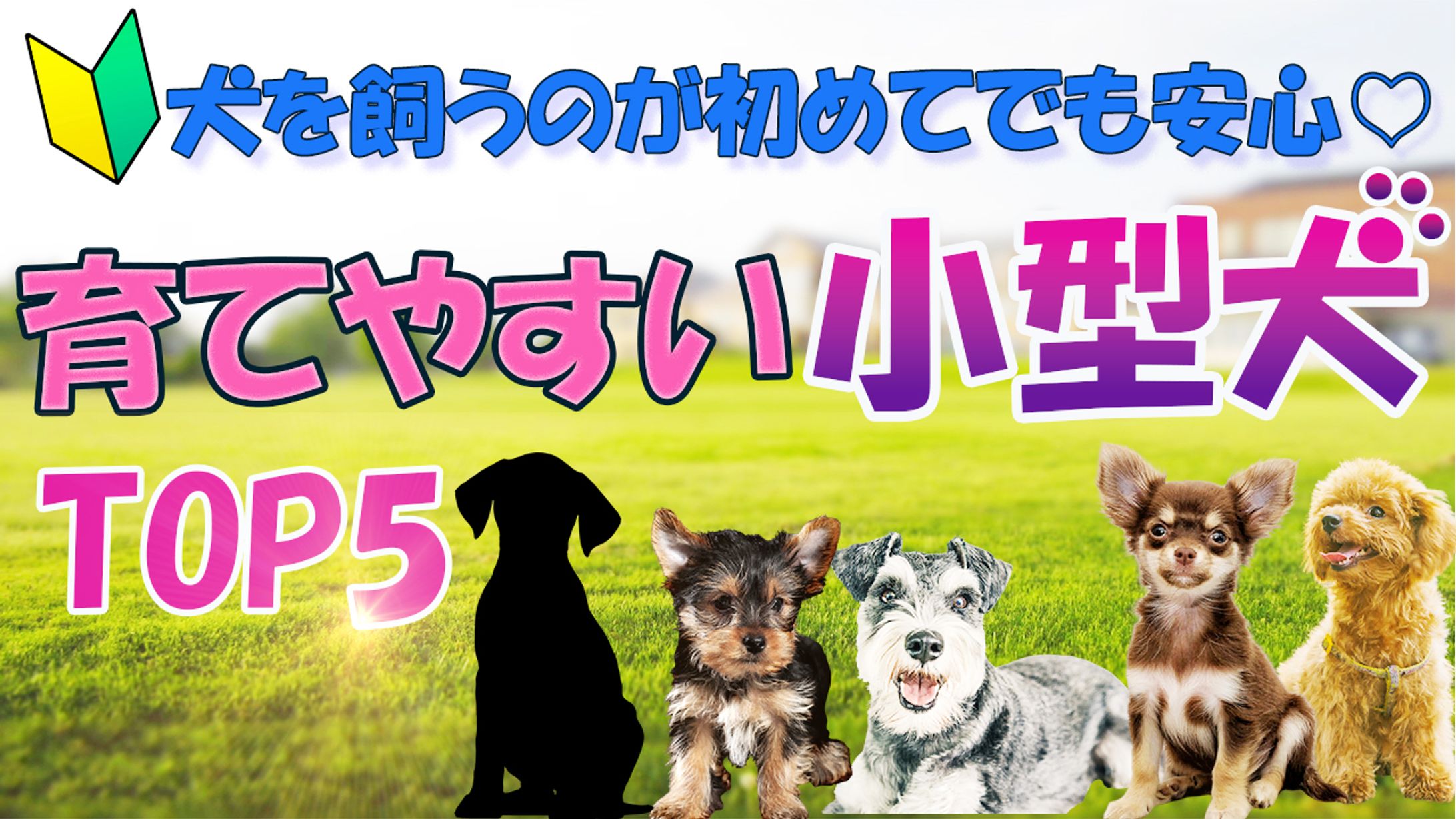 育てやすい小型犬TOP5-1