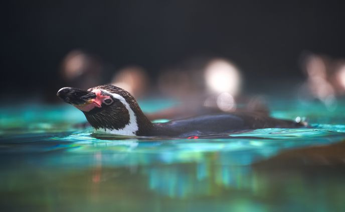 動物写真2