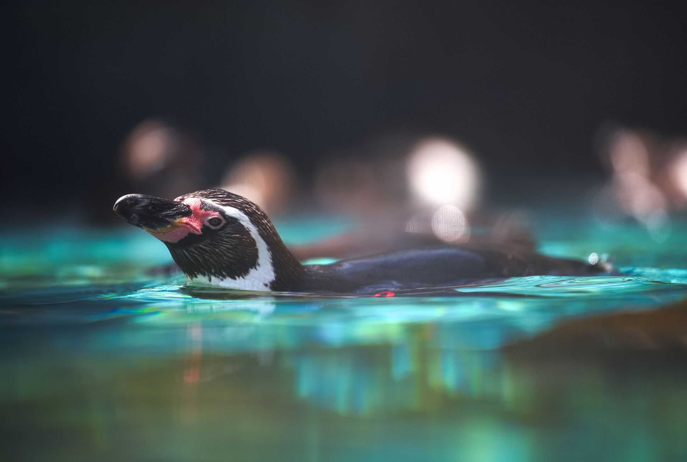動物写真2-1