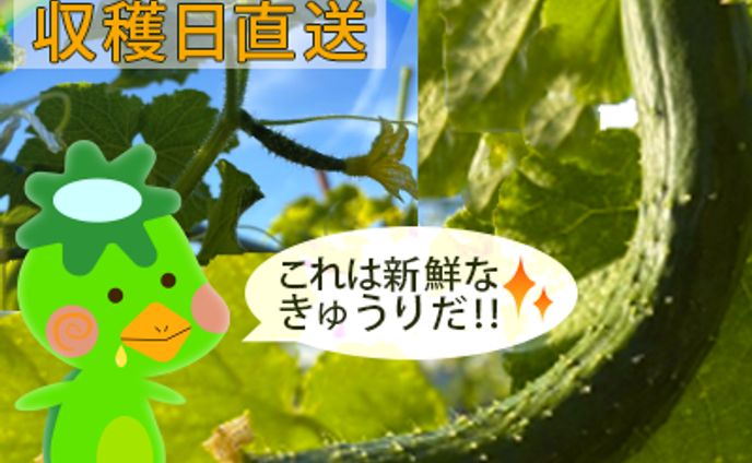 かっぱのきゅ～りん