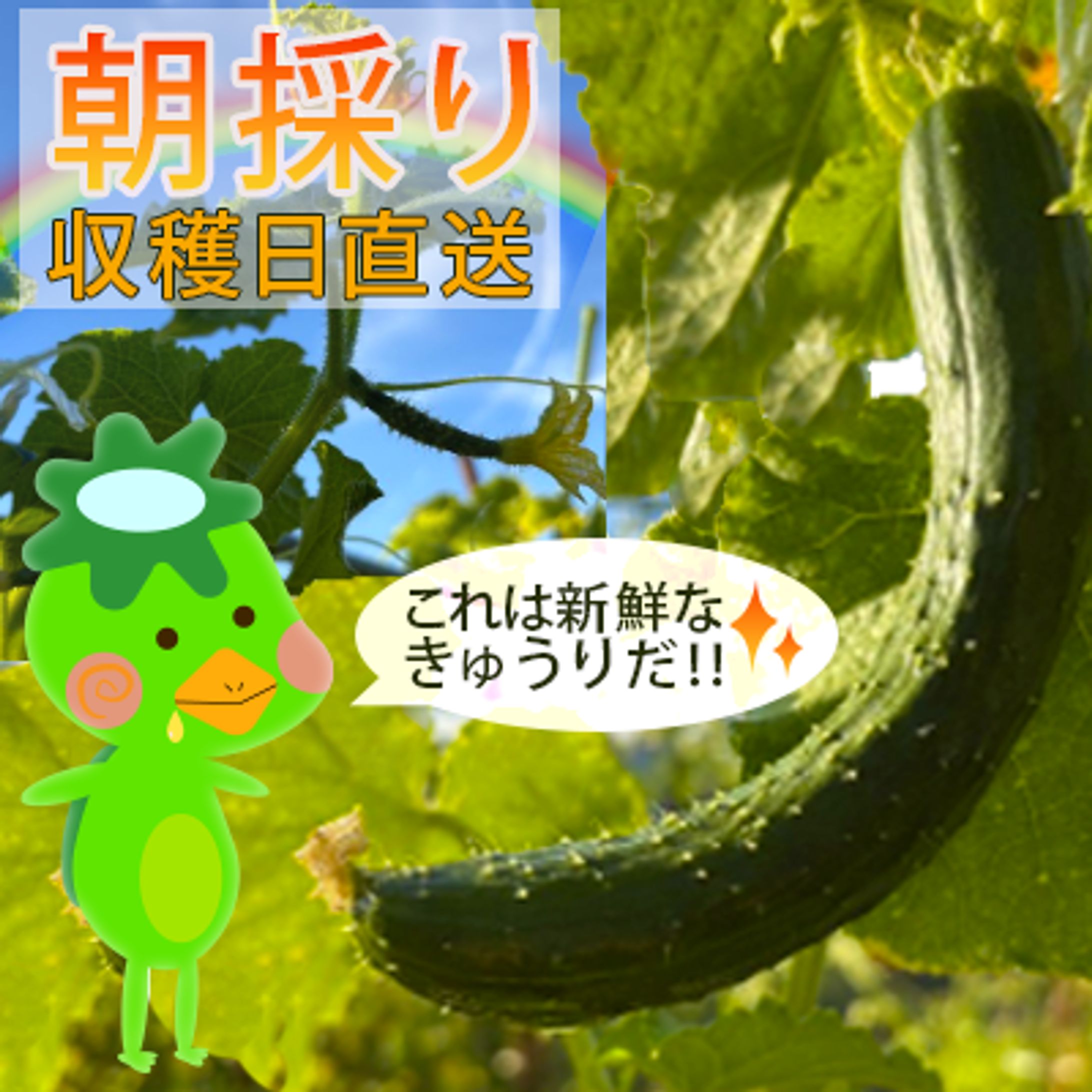 かっぱのきゅ～りん-1