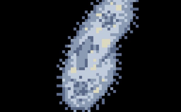 Paramecium