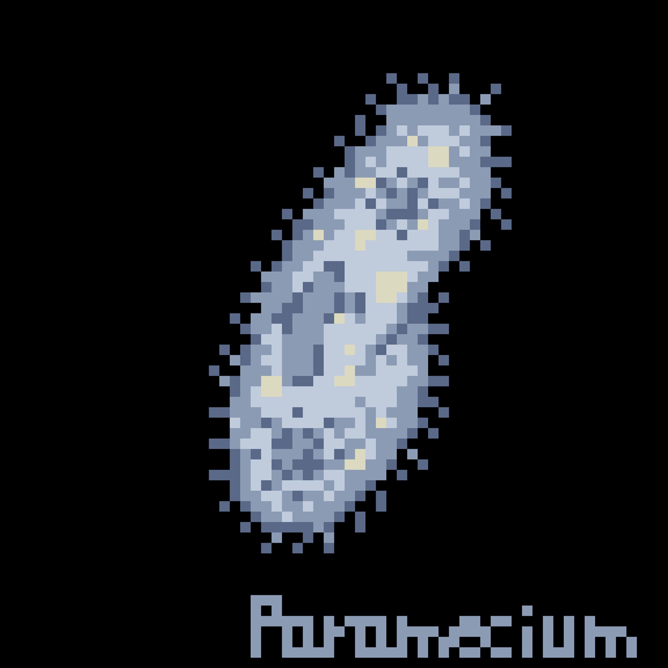 Paramecium-1