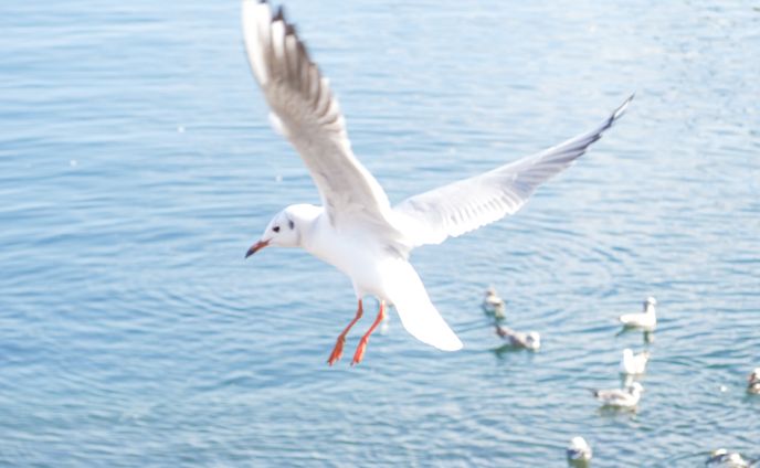 yahoo!japanクリエイターズプログラム、bird