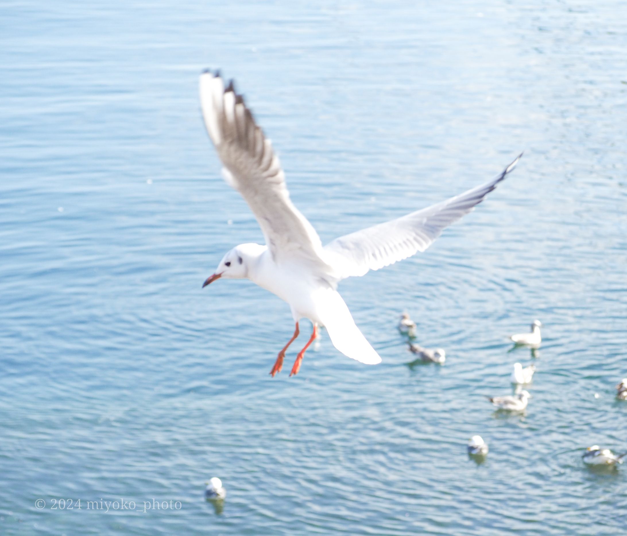 birds-1