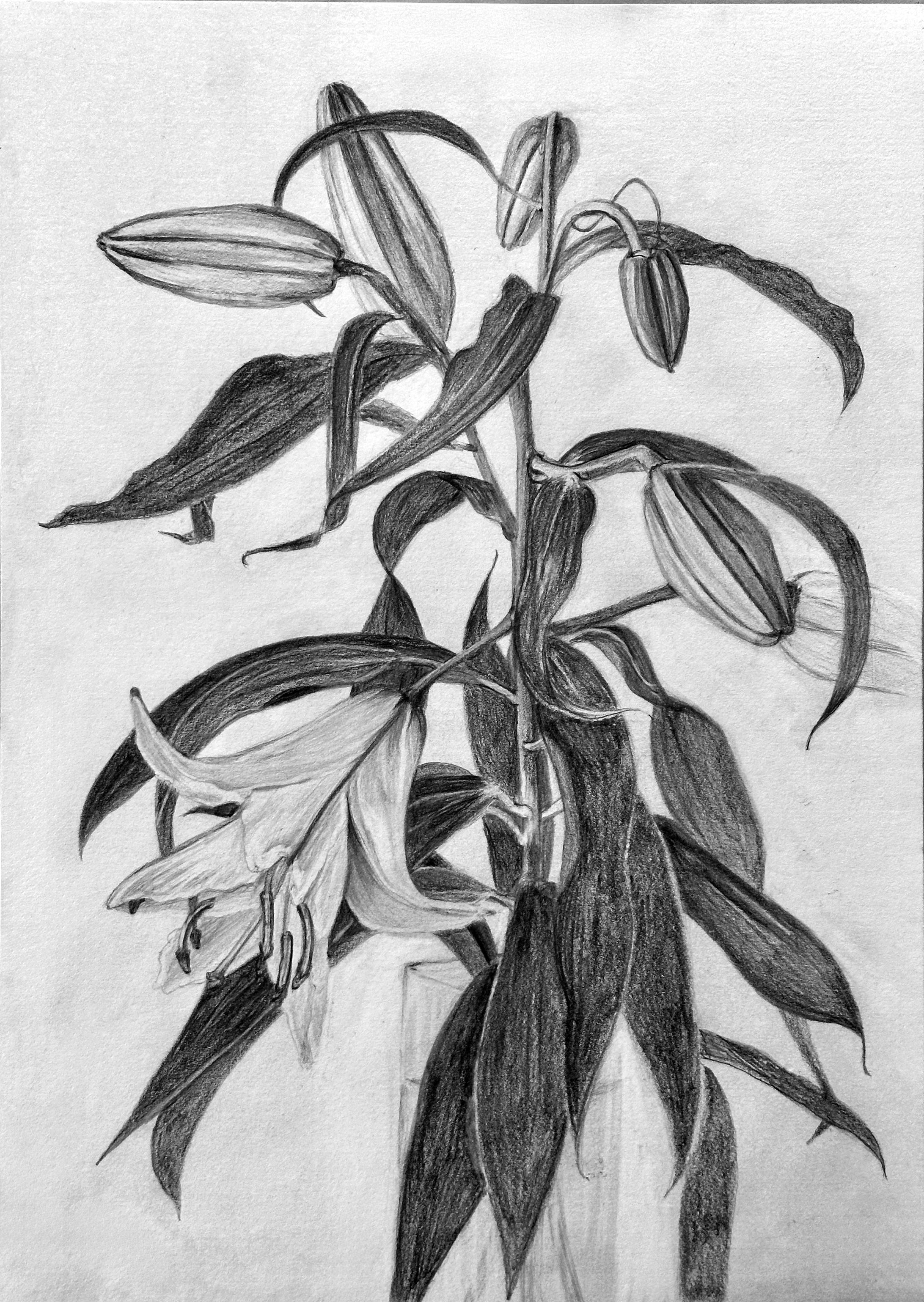 植物：草花を描く（鉄砲百合）-1