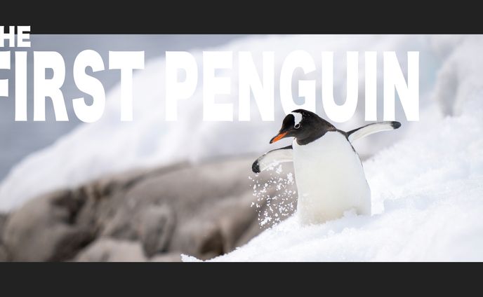 the first penguin