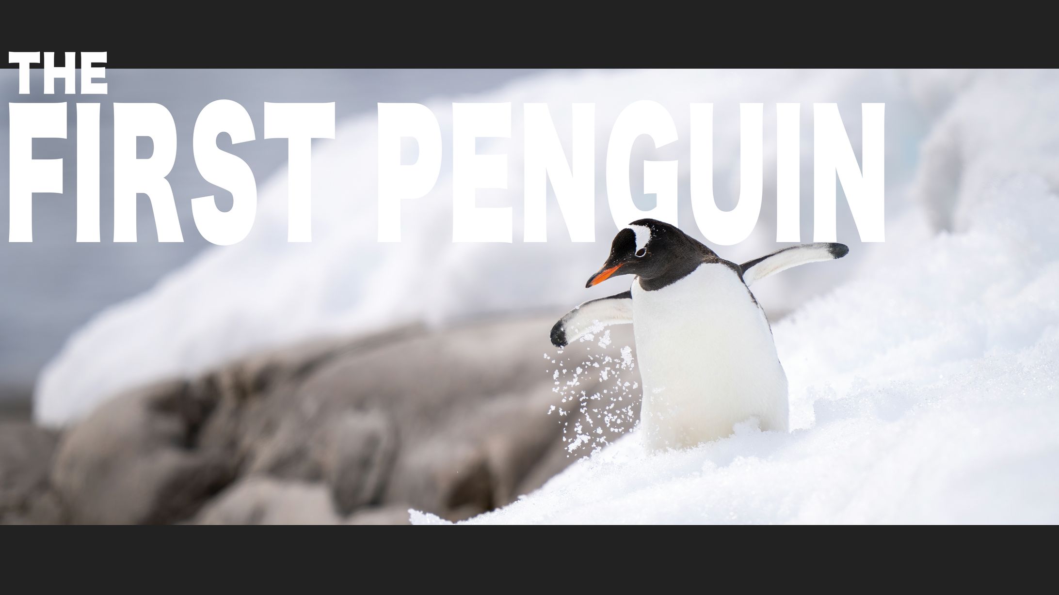 the first penguin-1