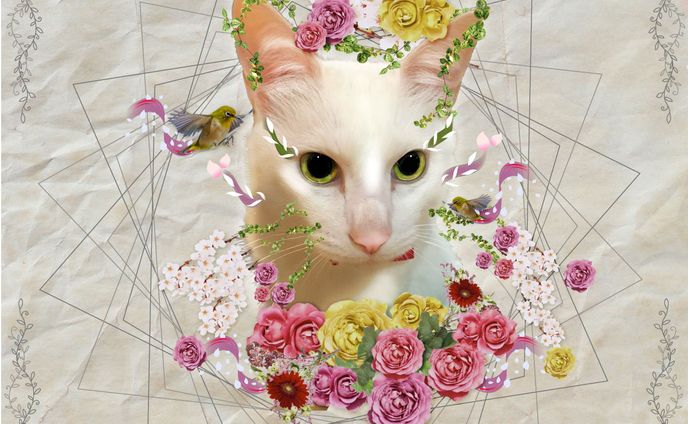 【コラージュ】白猫と花