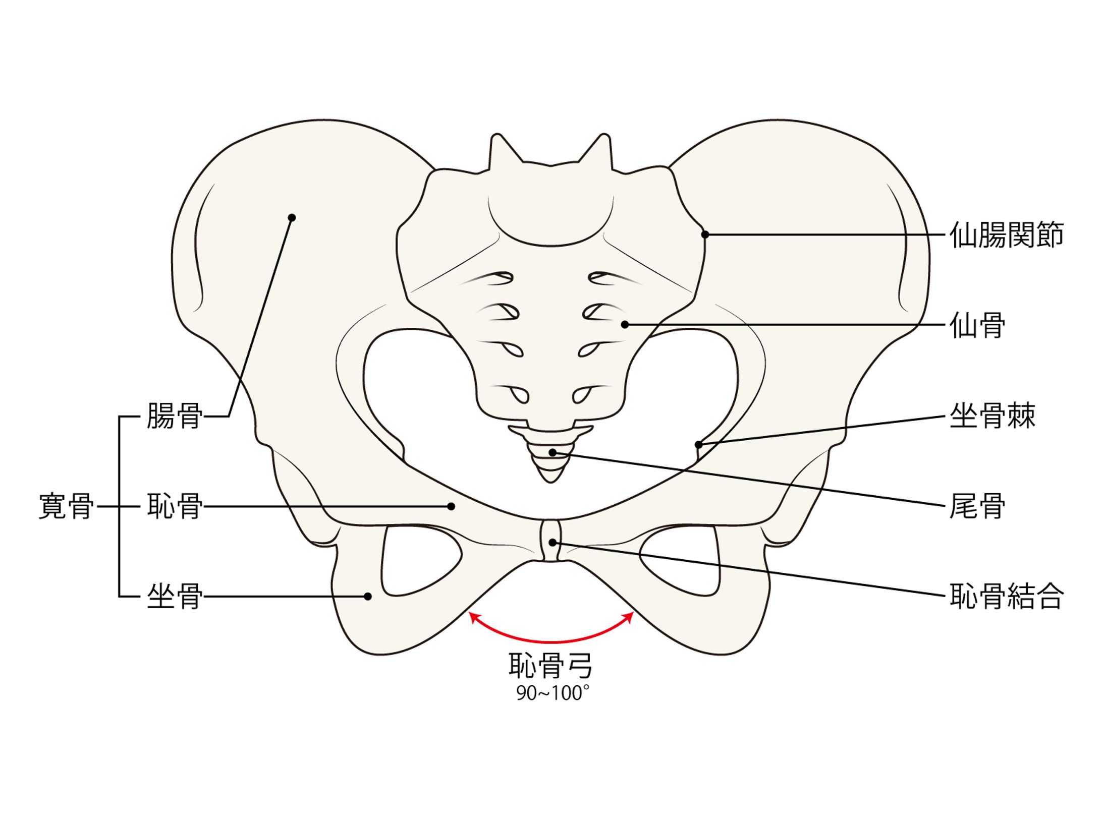 女性の骨盤　説明図-1