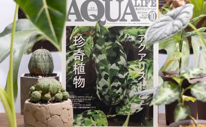 月刊アクアライフ 10月号