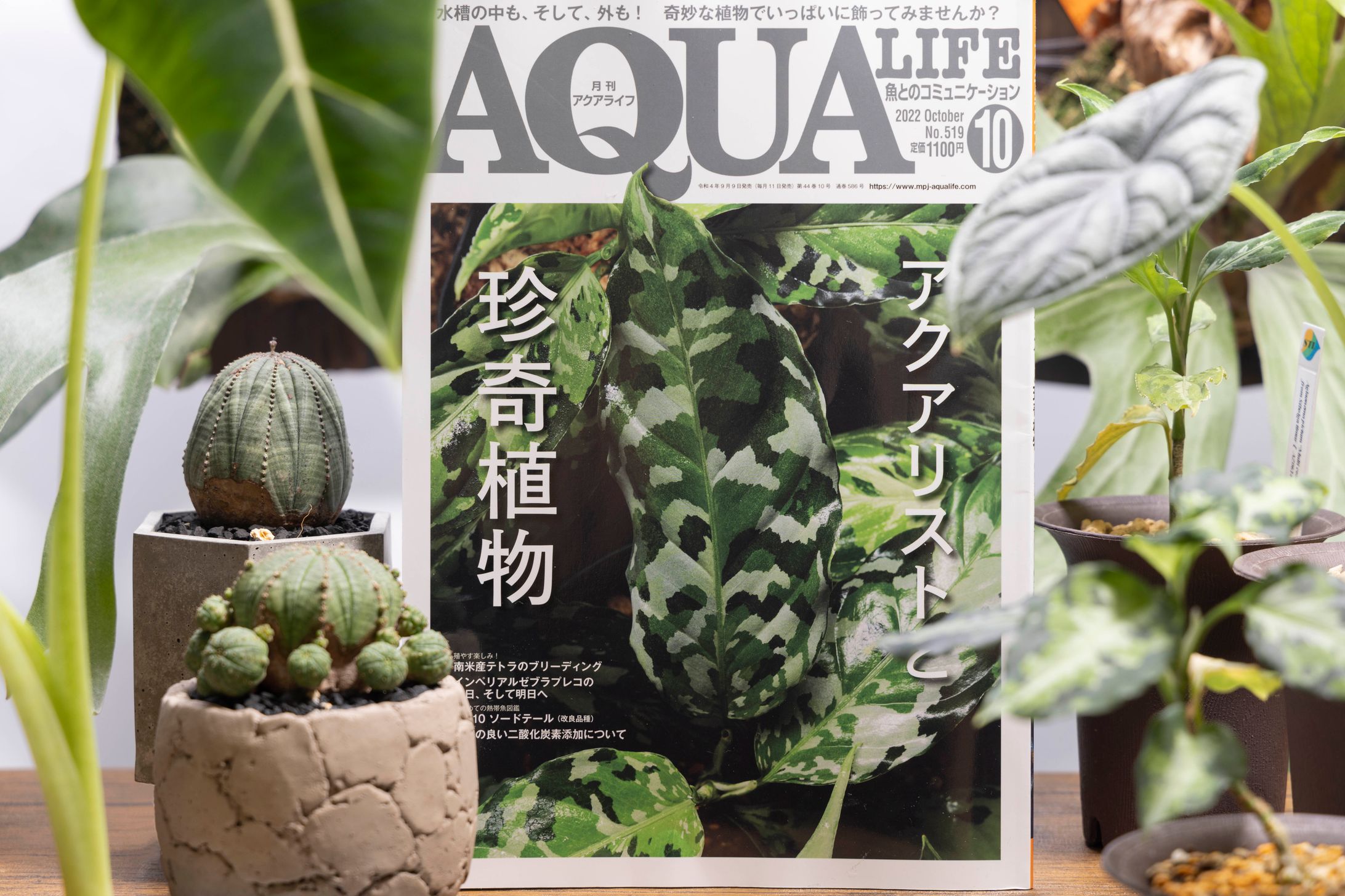 月刊アクアライフ 10月号-1